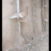 سرک دم سفید
