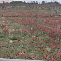 فروش-زمین-مسکونی