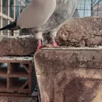 سینه سار ماده جفتگاه