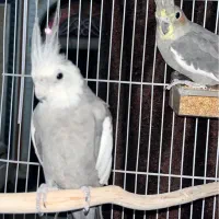 عروس هلندی مولد