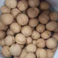 گردو