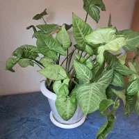 فروش گل اپارتمانی