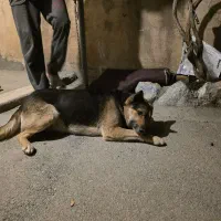 سگ ژرمن نر ۱ ساله