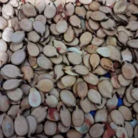 تخمه هندوانه محبوبی