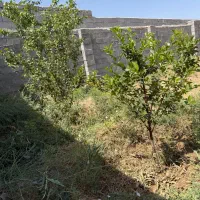 باغ ۵۰۰متر زین اباد آب برق