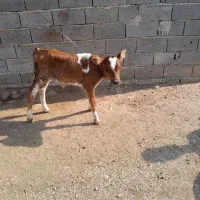 فروش گوساله یک ماه شیر خوار