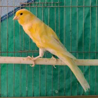 قناری نر طلایی بلند کوتاه بلند خون