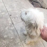 سگ میکس