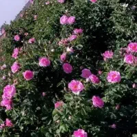 سلام‌گل‌محمدی‌کلاب.بدون‌خارریشه‌ای‌چت‌جواب‌نمیدم