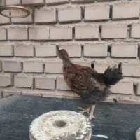 جوجه لاری