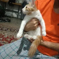 گربه خونگی لوس