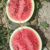 هندوانه (شامی)