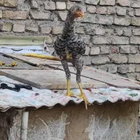 لاری اشامو