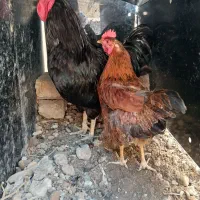 فروش خروس و مرغ