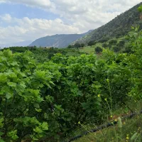 فروش باغ