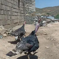 بوقلمون