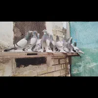 کبوتر|پرنده|دره شهر, |دیوار
