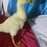 جوجه قوغاز