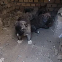 کوچوک جنس دار آینده دار