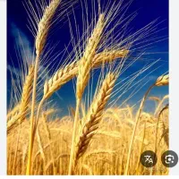 گندم دارم برای فروش