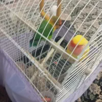طوطی برزیلی جفت اماده