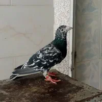 پرنده