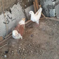 کفتر|پرنده|قدس, شهر‌قدس|دیوار