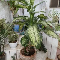 گل دیفن|گل و گیاه طبیعی|نجف‌آباد, فردوسی شمالی|دیوار