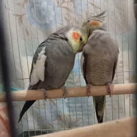 یک جفت عروس هلندی نر وماده سینامون با ۴تا جوجه