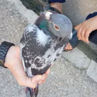 کبوتر پلاکی نر