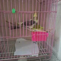 ۲ عدد جوجه عروس هلندی نر
