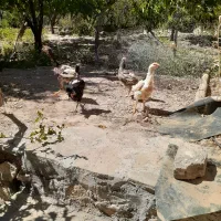 مرغ و خروس لاری