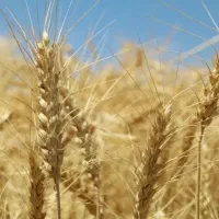 اجاره۳۸هکتار زمین کشاورزی دو کشت تابستان و پاییز
