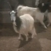 بز و بزغاله