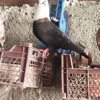 مخمل تافته