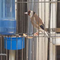 ماده سهره