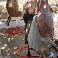 بازار دام ، گوسفند قلم آبی وپلاک سلامت دار