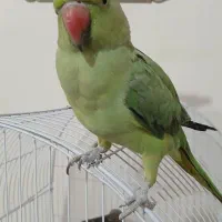 طوطی ملنگو