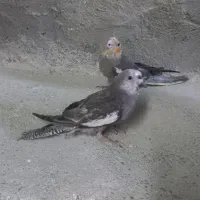 جوجه عروس هلندی