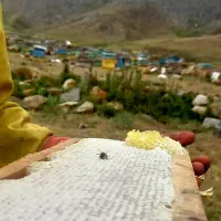 عسل طعبیی گون شهد و شان