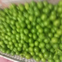 گوجه سبز