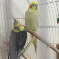 عروس هلندی نر و ماده
