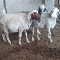 ۳عددمیش داشتی کربال