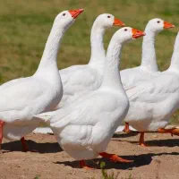 جوجه غاز 5 روزه