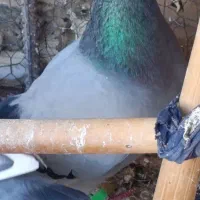 پرنده
