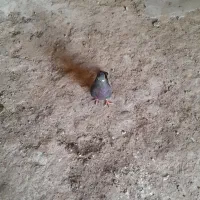 کفتر تهرانی
