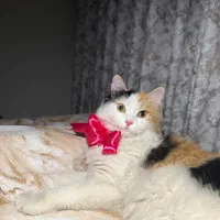 گربه دی اس اچ پرشین