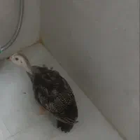 جوجه شاخ دار زیبا