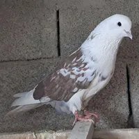 کبوتر پرشی