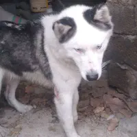 سگ نر چشم یخی